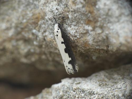 Réf. 222 382 : Ethmia bipunctella